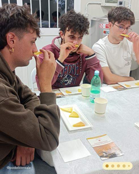 Immagine Podolico Reale Podolico Reale