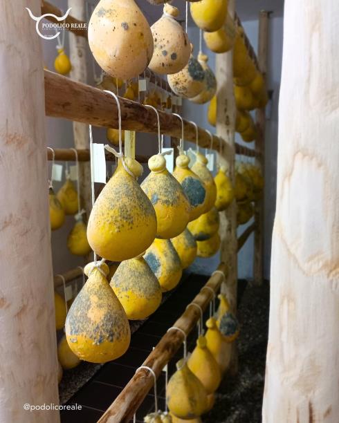 Immagine Podolico Reale Podolico Reale