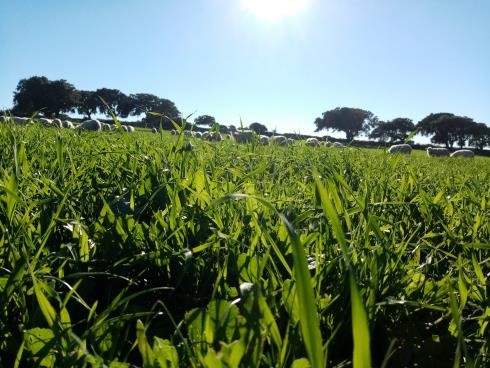 Immagine CASEIFITZIU AGRICULU MANDROLISAI DI SANNA GEROLAMO CASEIFITZIU AGRICULU MANDROLISAI DI SANNA GEROLAMO