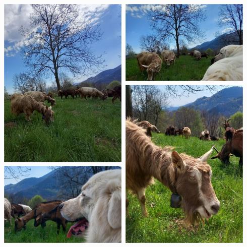Immagine Cascina degli ori di crestani cristina Cascina degli ori di crestani cristina