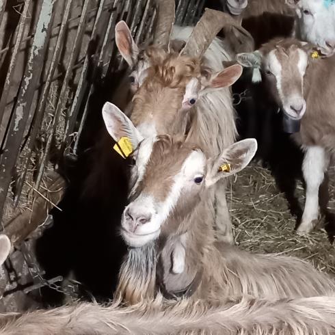Immagine Cascina degli ori di crestani cristina Cascina degli ori di crestani cristina