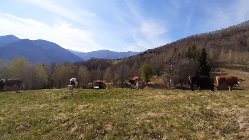 Immagine Cascina degli ori di crestani cristina Cascina degli ori di crestani cristina